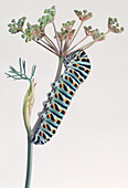 Swallowtail caterpillar stretched out on plant stem