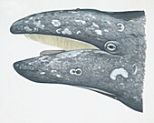 Head of grey whale with mouth open, illustration