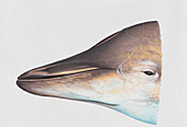Head of female Stejneger's beaked whale, illustration