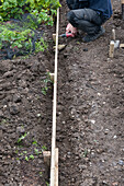 Man constructing raised bed on allotment with drill