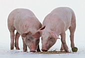 Two pigs standing together eating feed off the floor