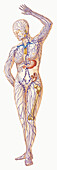 Female human body with lymphatic system, illustration