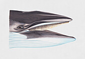 Minke whale head with mouth open, illustration