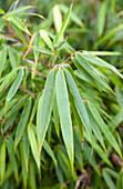 Leaves of the leafy bamboo clump (Fargesia rufa)