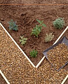 Laying gravel with spade beside plants in herb garden
