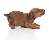 Jack Russell Lakeland Terrier cross puppy