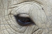 Eye of a white rhinoceros