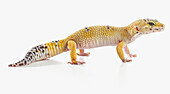 Male leopard gecko