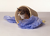 Kitten in wicker waste basket surrounded by tissue paper