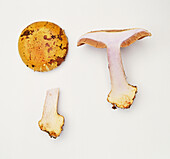 Top view of elegant web cap (Cortinarius elegantissimus)