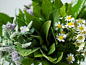 Herb posy, camomile, sage, flowering mint
