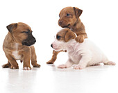 Jack Russell Lakeland Terrier cross puppies