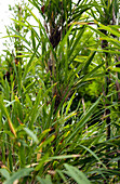 Foxtail bamboo (Chusquea culeou)