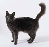 Blue non-pedigree longhair cat