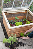 Planting herbs around cold frame full of salad crops