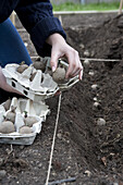 Planting seed potatoes in trench in vegetable garden