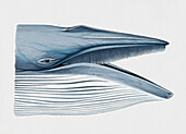 Head of Bryde's whale with mouth open, illustration