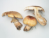 Prince mushroom