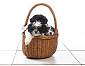 Puppies sitting in wicker basket
