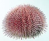 European common sea urchin