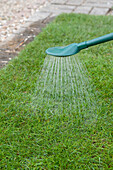 Sprinkling water on new turf from watering can