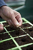 Sowing seeds of Swiss chard 'Bright Lights' in a module tray