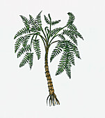 Medullosa seed fern prehistoric tree, illustration