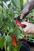 Harvesting chilli pepper (Capsicum sp.)
