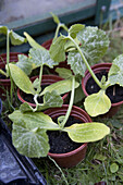 Healthy pot grown courgette seedlings