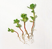 Summer purslane (Portulaca oleracea sativa) leaves and roots