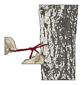 Tying a Siberian hitch knot, illustration