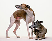 Two whippets