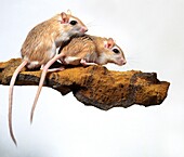 Two pallid gerbils (Gerbillus perpallidus)