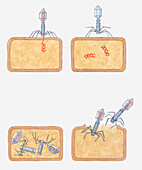 Bacteriophage replication, illustration