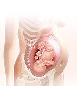 Foetus in the womb at 34 weeks, illustration