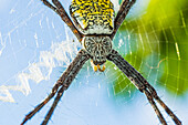 Adult female Argiope spider
