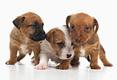 Jack Russell Lakeland terrier cross puppies