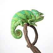 Veiled chameleon