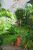 Topiarised bay tree and other pot plants in garden