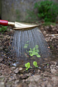 Watering lettuce 'Tom Thumb' seedlings
