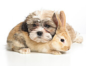 Young dwarf lop rabbit and Shih Tzu puppy