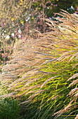 Maiden grass (Miscanthus sinensis 'Yaku-jima')