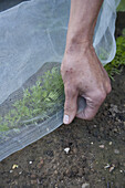 Covering young vegetable plants with netting for protection