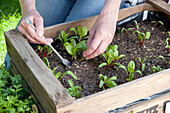 Thinning chard and beetroot seedlings