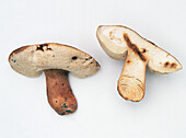 Chestnut bolete mushroom