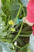 Watering courgette plant