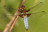 Male broad-bodied chaser