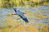 Grey heron