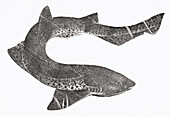 Spiny dogfish (Squalus acanthias), illustration