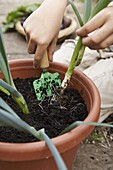 Boy lifting baby leeks out of plant pot with trowel